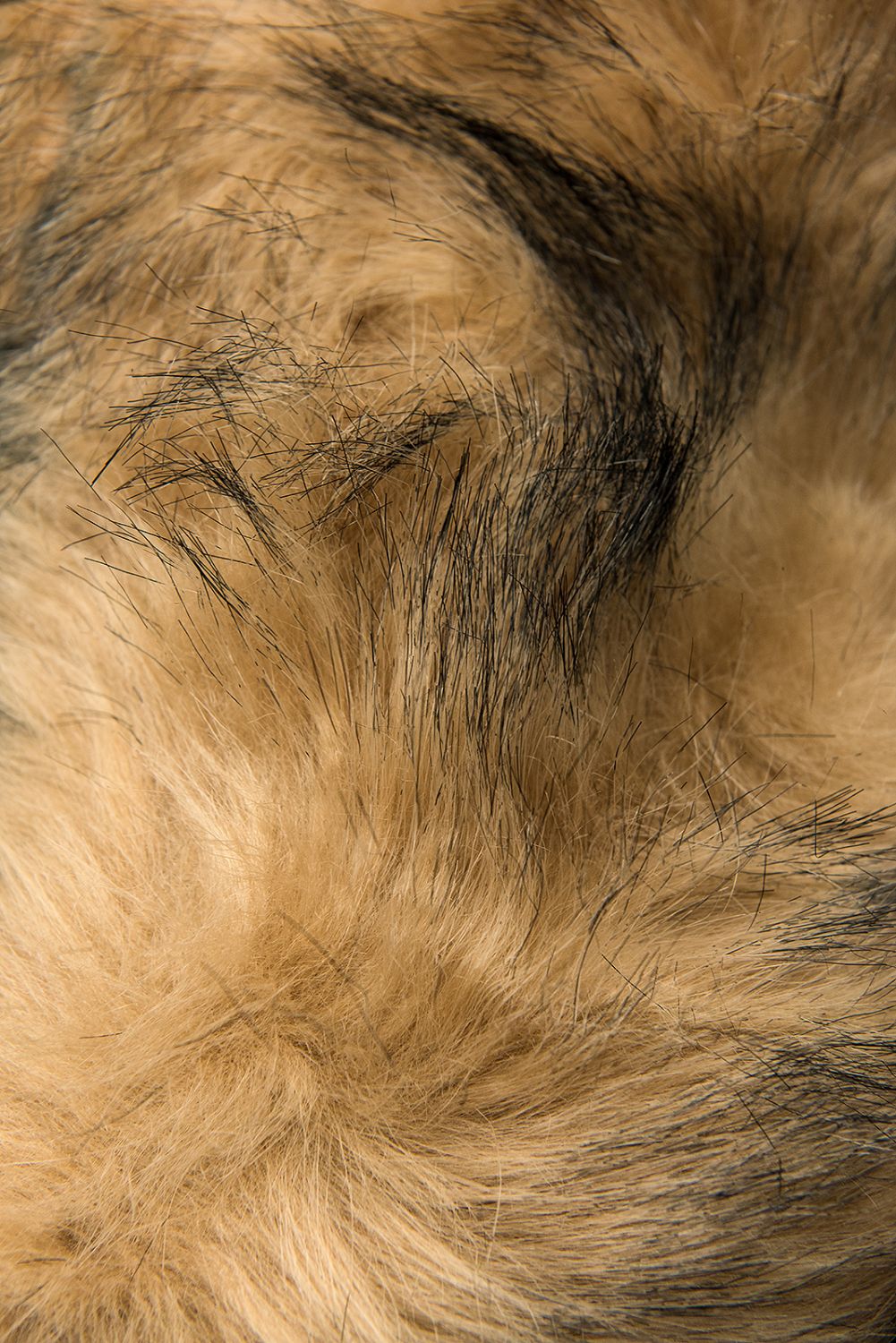 Parkajacke mit abnehmbarem Teddy-Futter braunrot